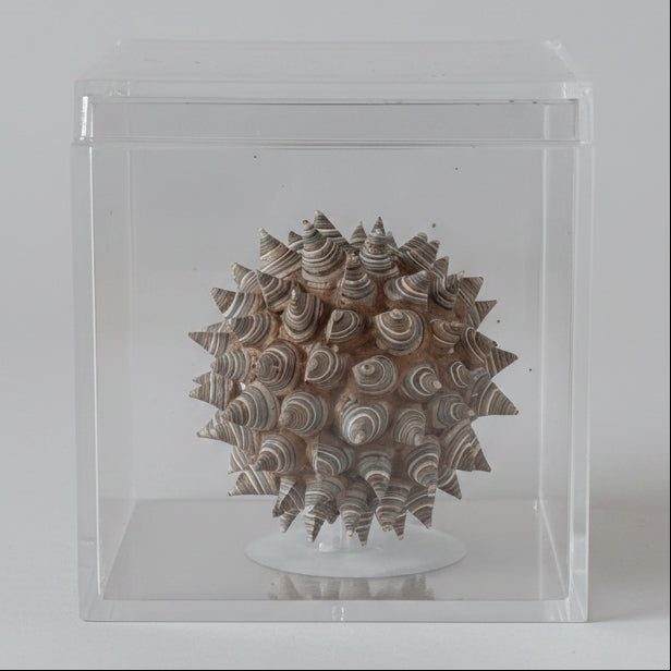 The Star Seed - Small