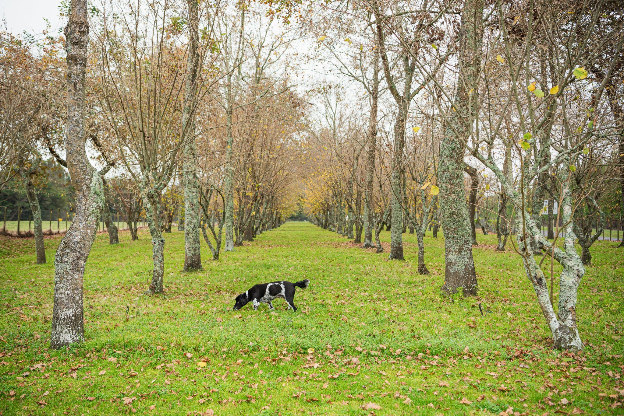 Truffle & Wine - 2024