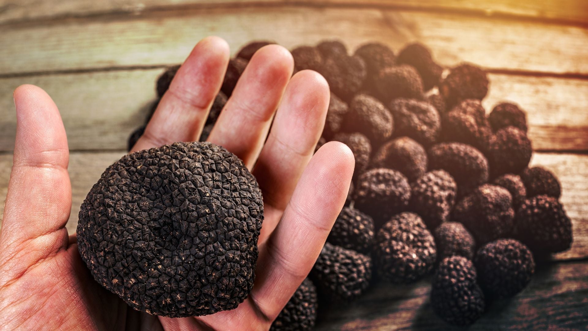 Truffle & Wine - 2024