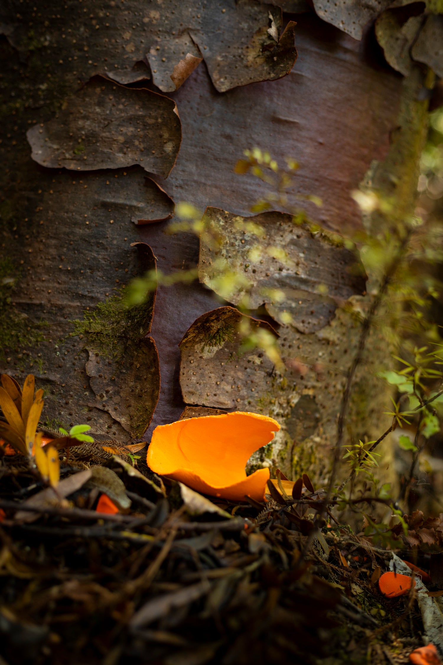 Natural Processes (Cy)