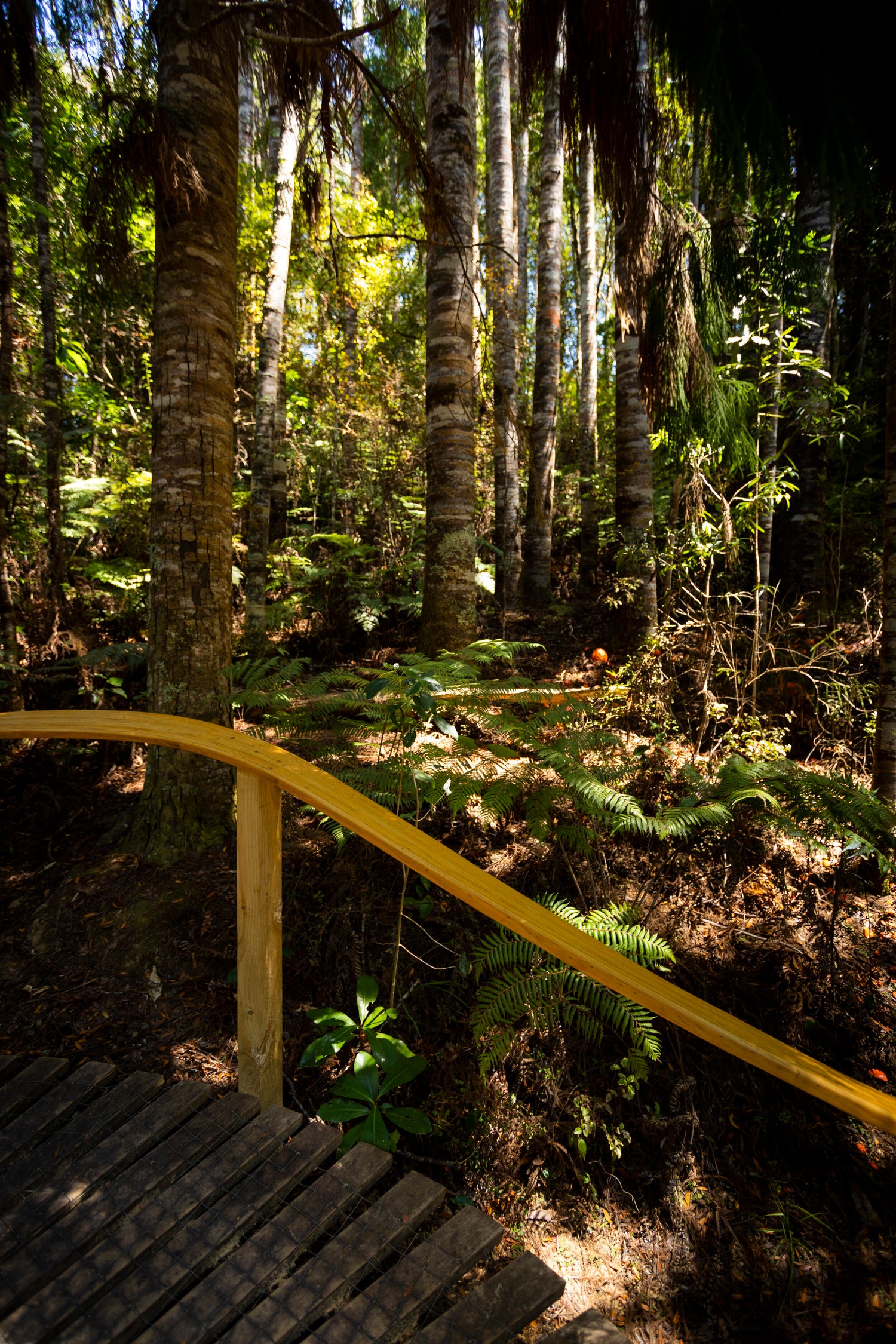 Natural Processes (Cy)