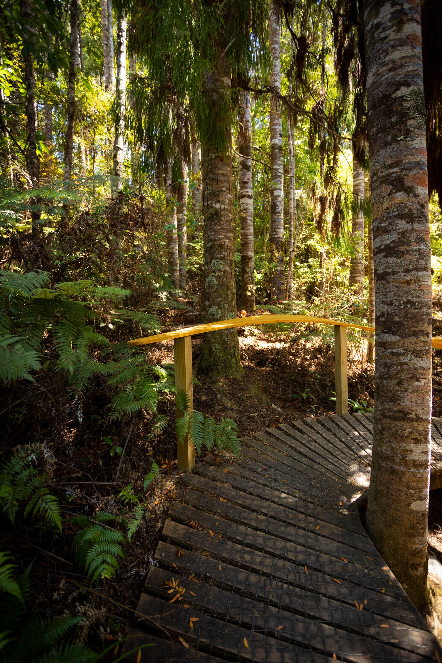 Natural Processes (Cy)