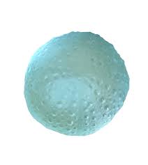 Rebecca Heap - Sea Urchins/ Kina Medium