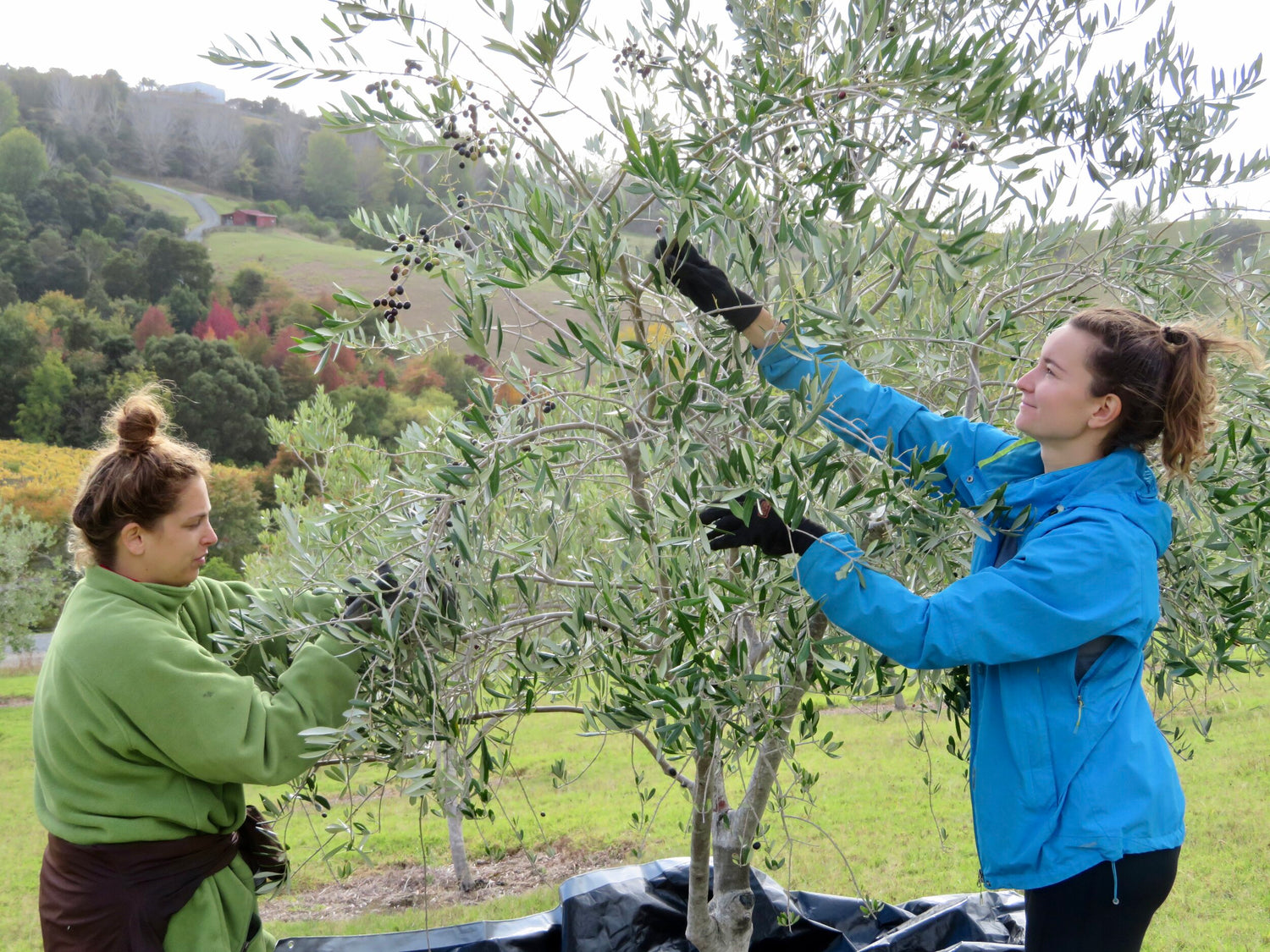 2020 Olive Harvest