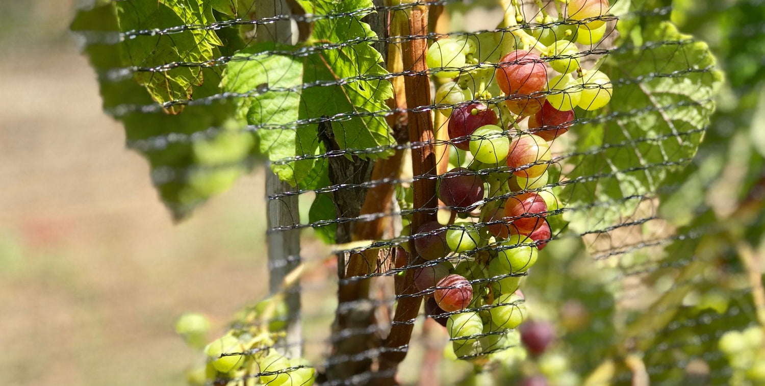 Vineyard Update
