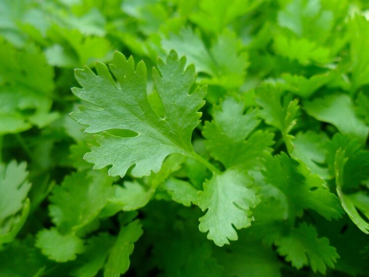 Cam's Parsley Pesto