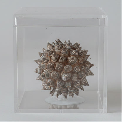 The Star Seed - Small