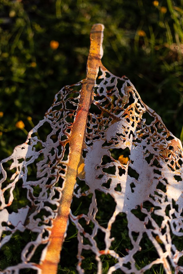 Mahoe Leaves