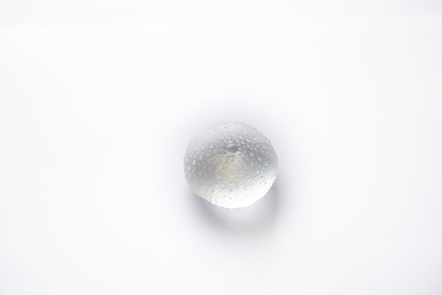 Rebecca Heap - Sea Urchins/ Kina Large